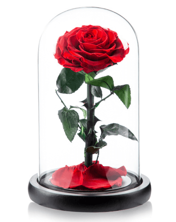 Preserved Rose 02